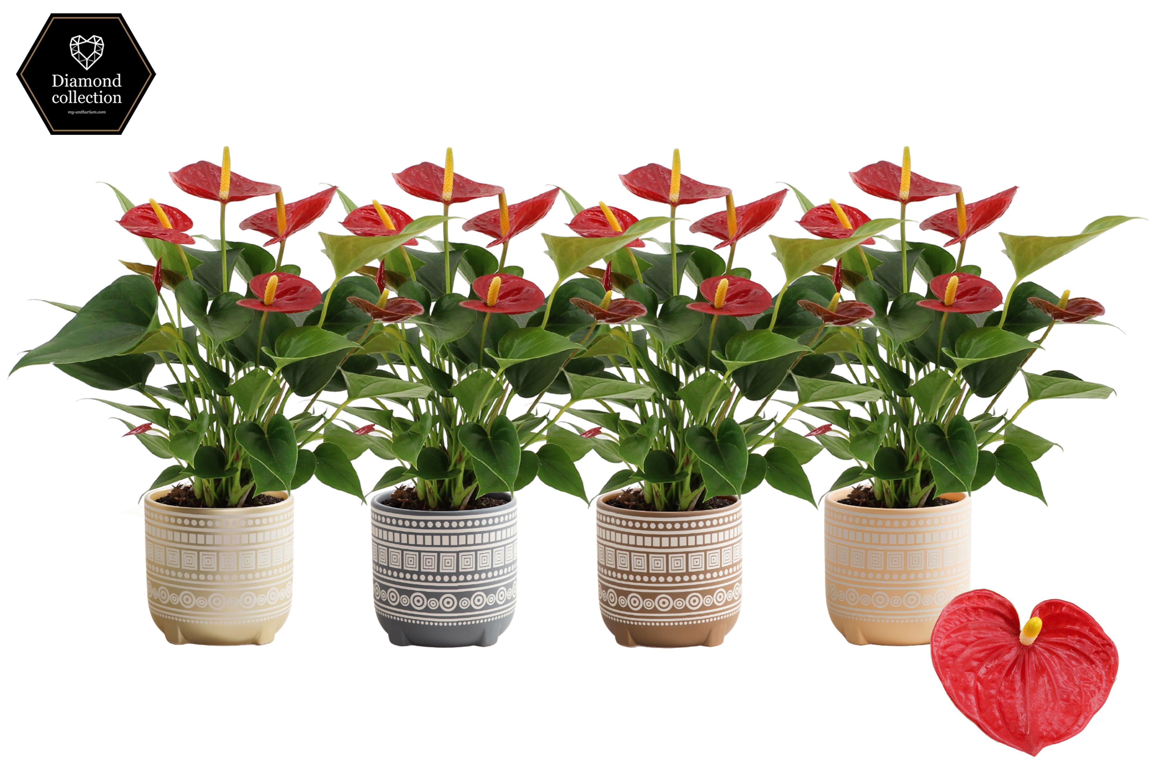 Anthurium Diamond Red in Neo ceramics, D 12