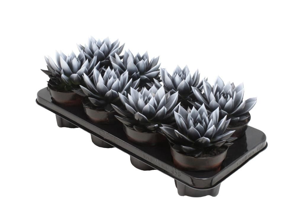 Miranda bicoloured black/white, D 12