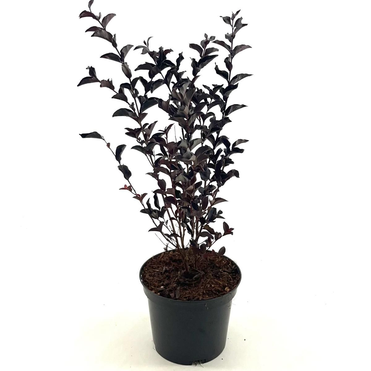 Lagerstroemia i. Red Hot, rood, D 19