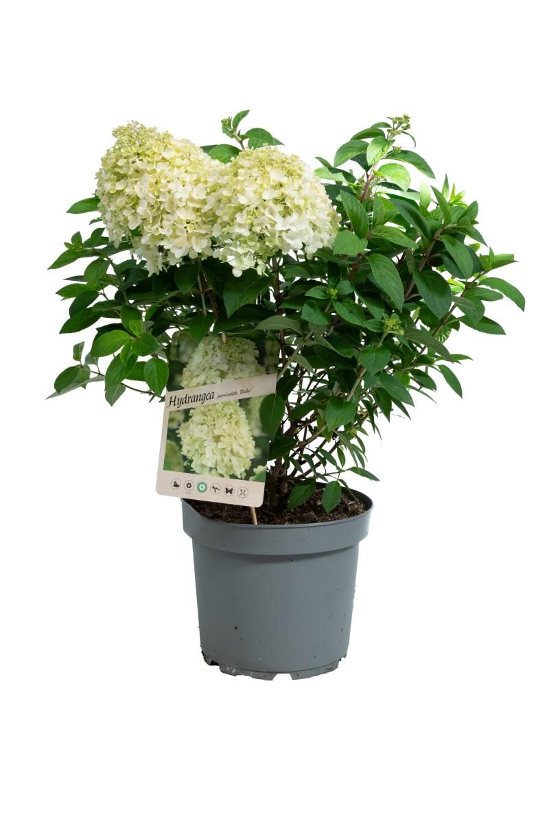 Hydrangea pan. Bobo, D 28