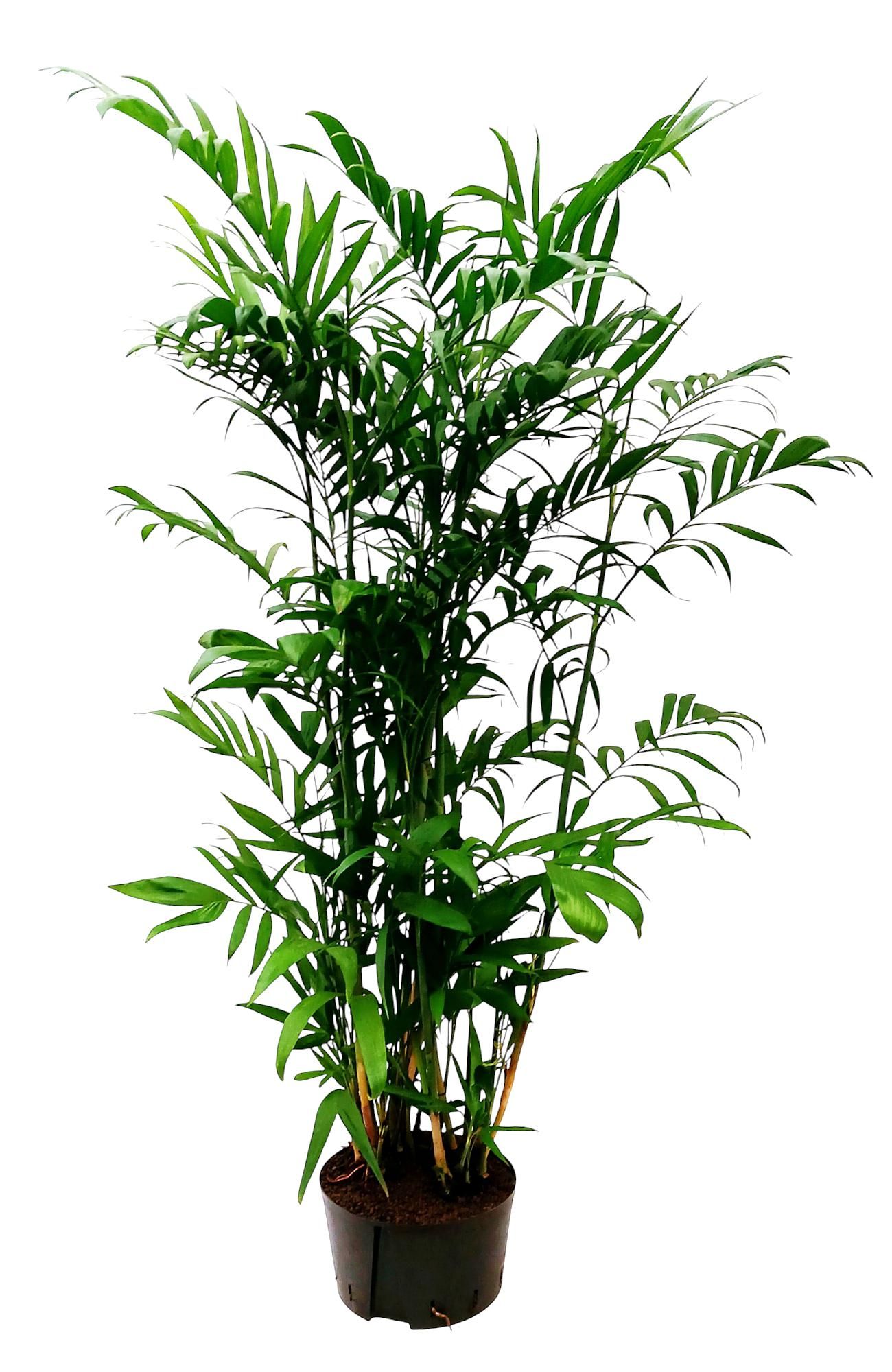 CHAMAEDORIA SEIFRITZII, D 32