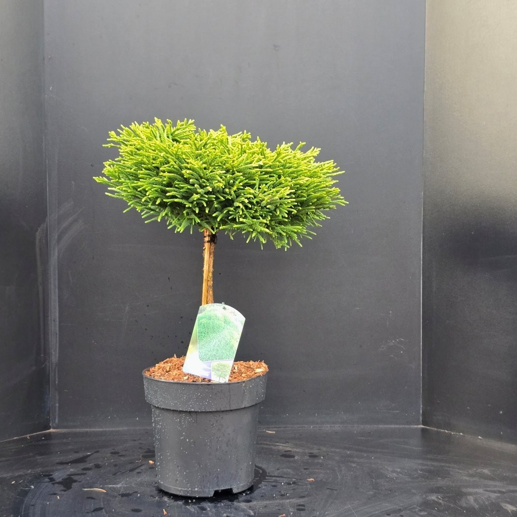 Cryptomeria japonica 'Globosa Nana' (STAM 40), D 26