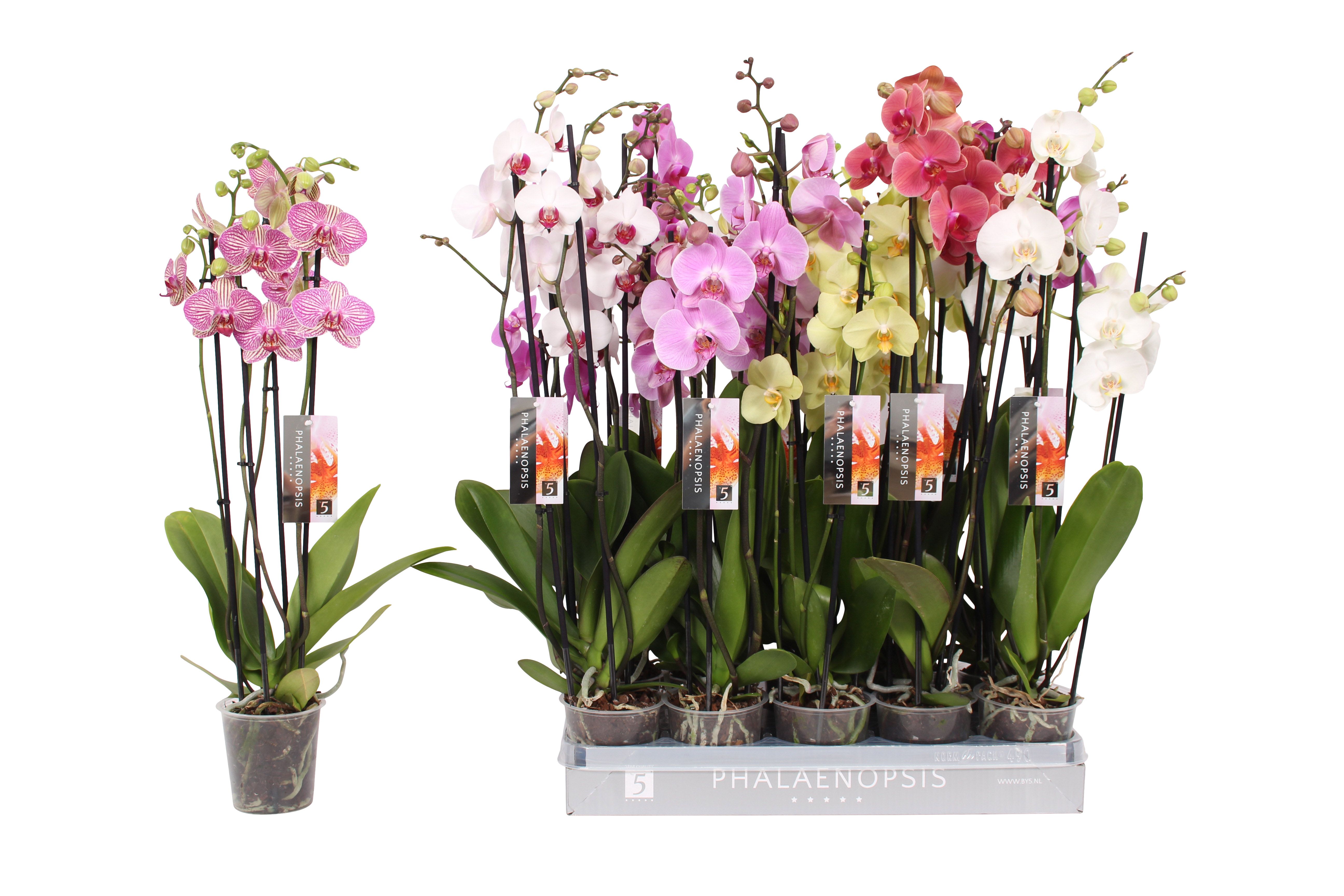 Phalaenopsis 7 color mix, 4-spike 25+, D 12