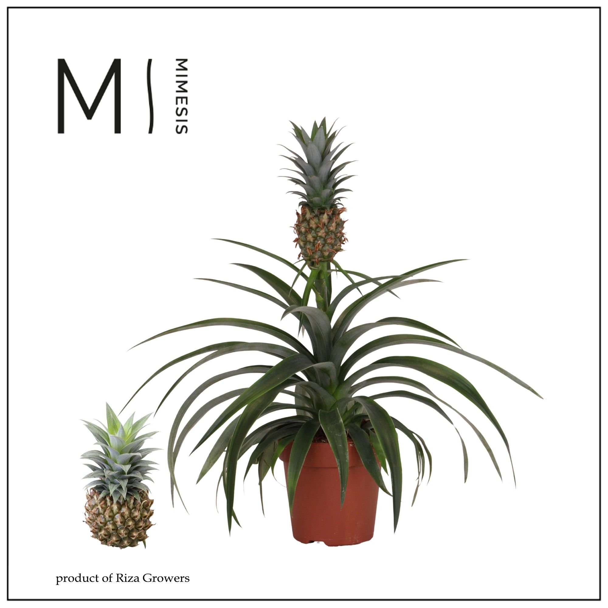 Ananas Mi Amigo - 12cm | Mimesis, D 12
