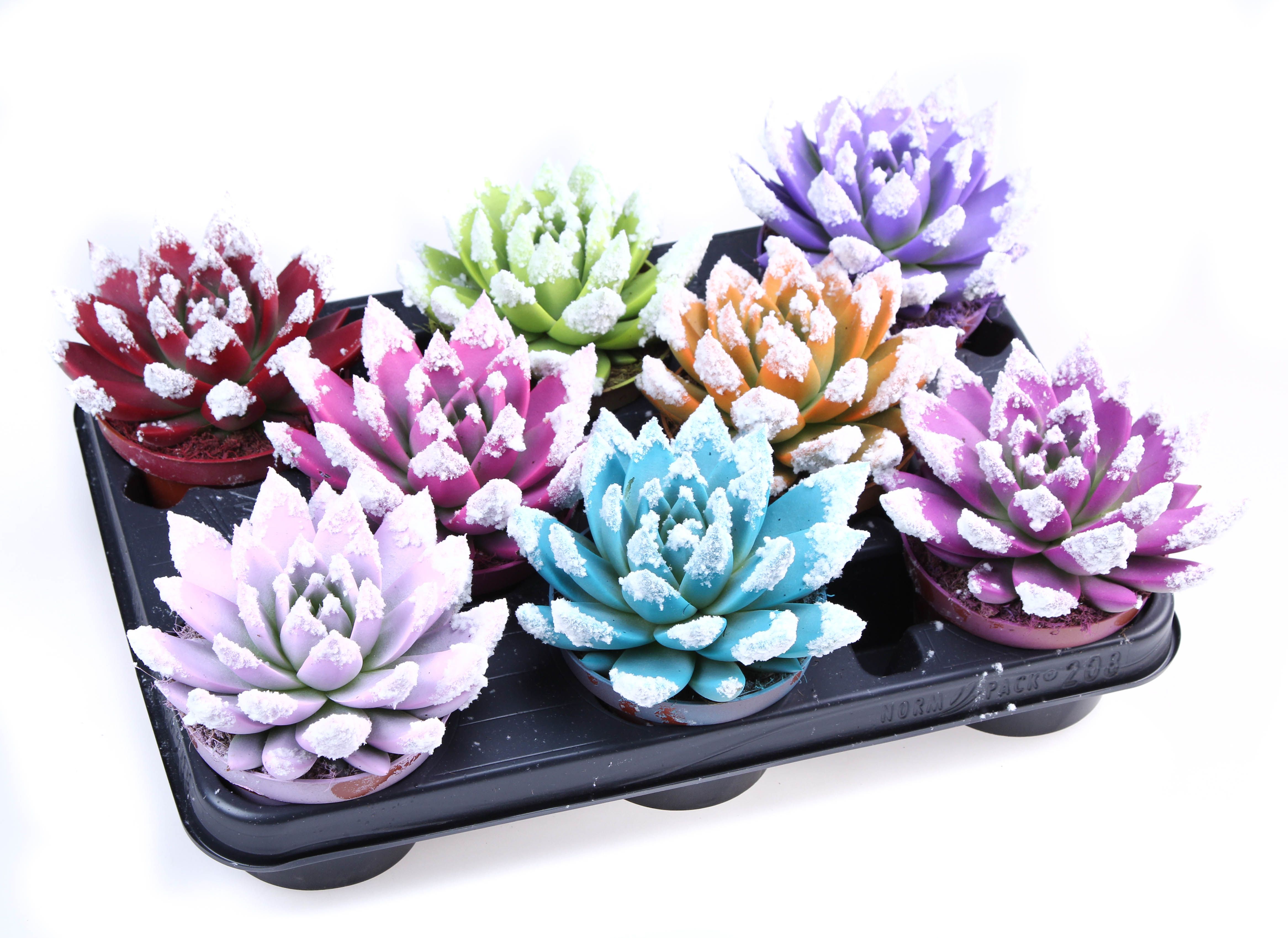 Rainbow bio snowtips, D 10,5