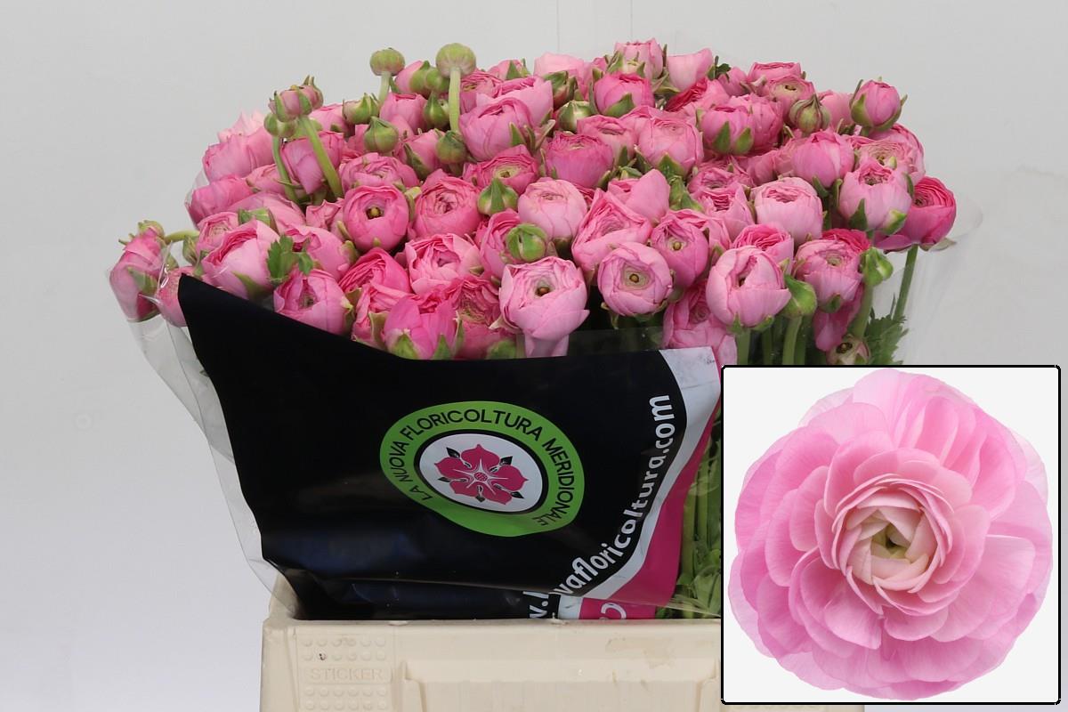 Ранункулус Овериг 40, шт.