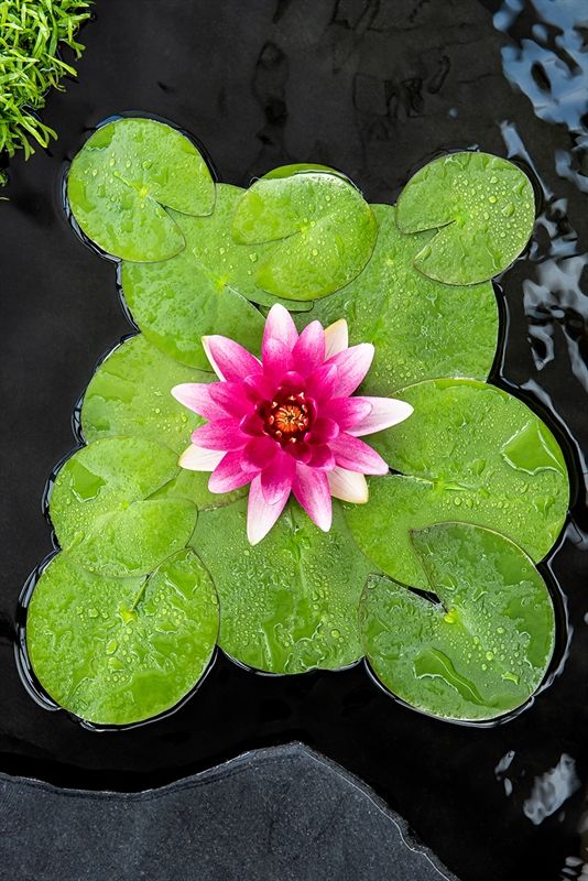 Nymphaea Escarboucle, D 11