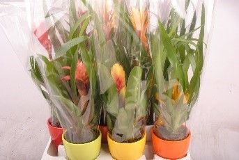 687 TO : P11 Bromelia mix kleuren in Keramiek pot, D 11