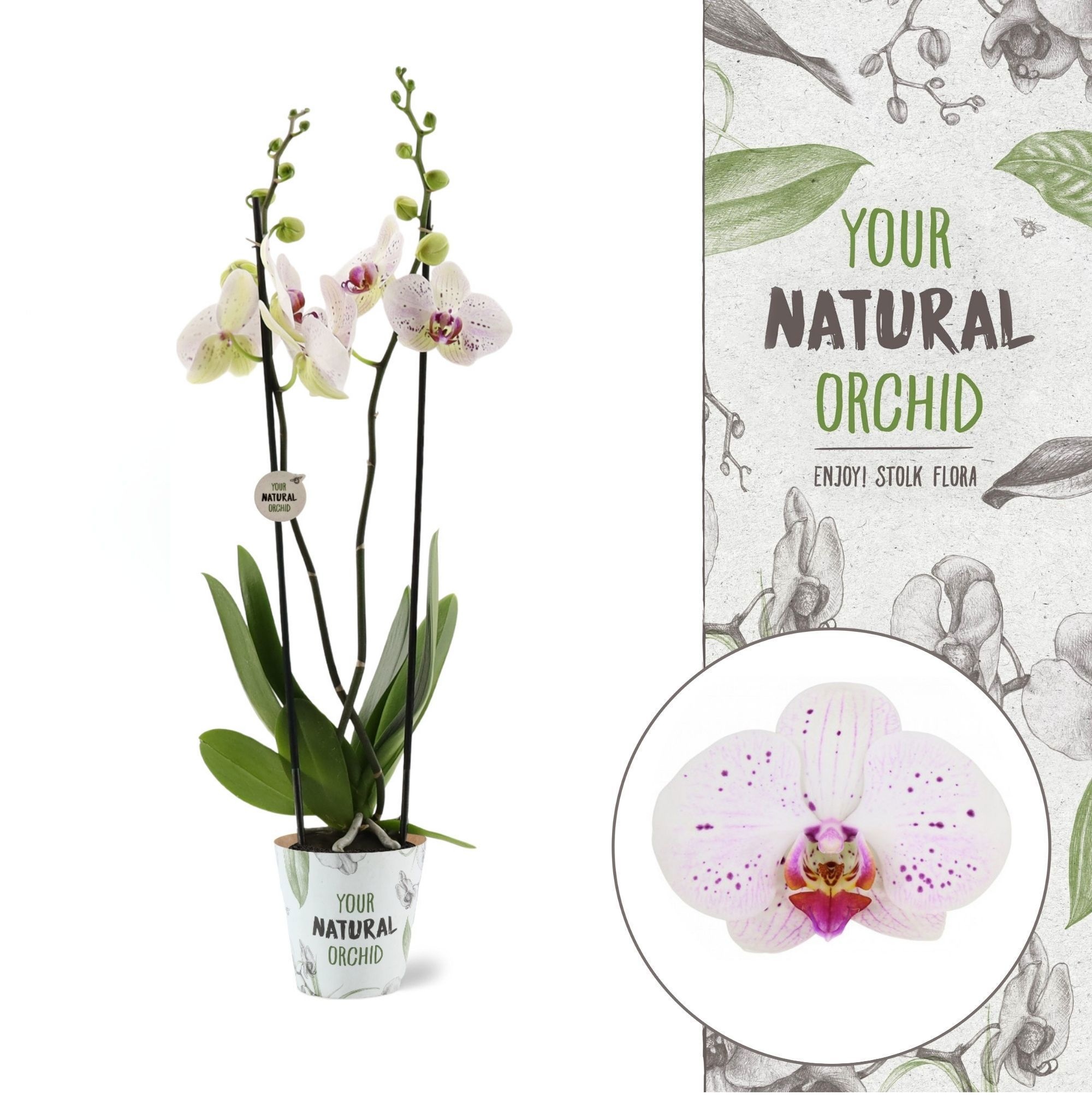 Your Natural Orchid | Goya | Phalaenopsis 2 spike, D 12