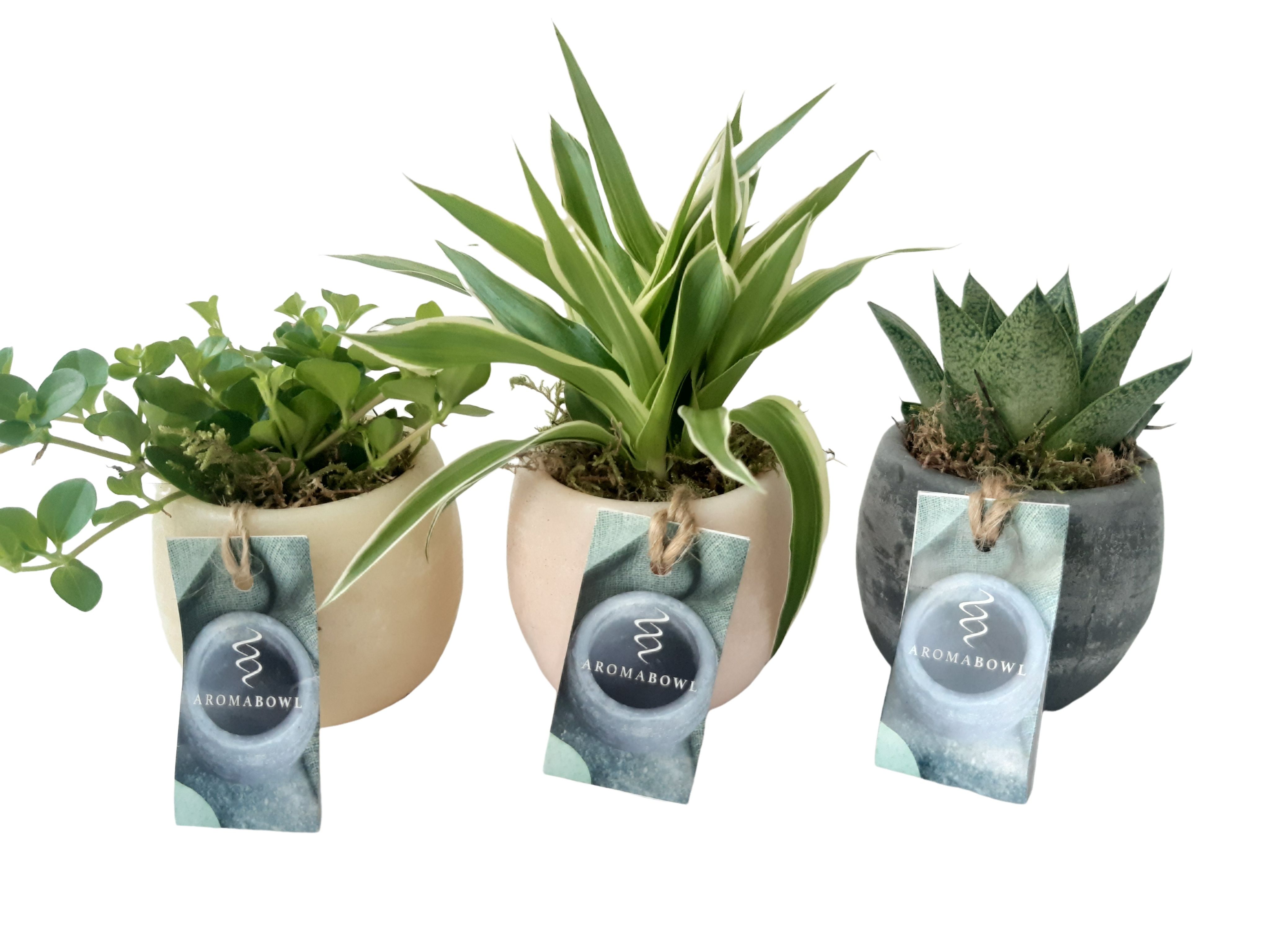 AB9MIX2 Aroma Bowl 9cm mini gr.mix Lavender, Rose, Cinnamon, D 9