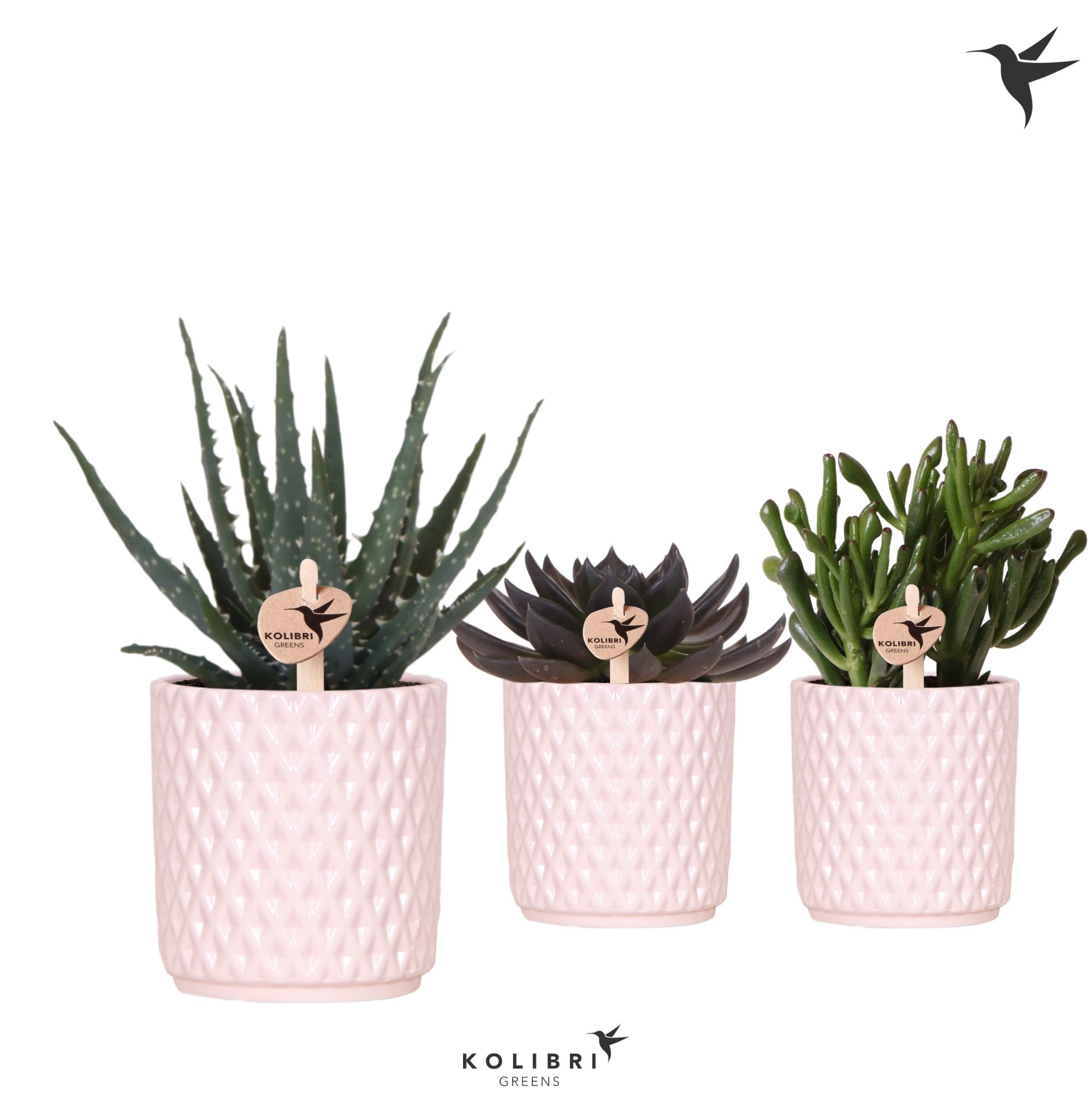 Kolibri Greens Succulenten mix in Diamond pot nude, D 9