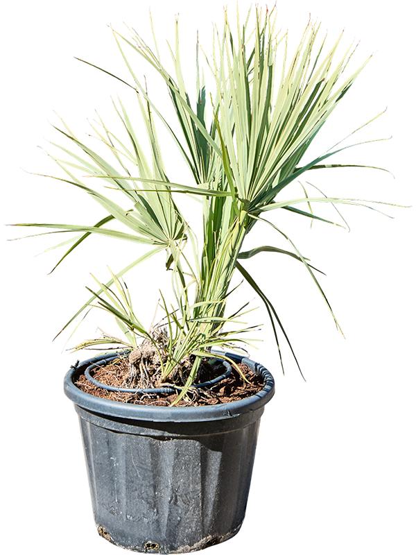 Nannorrhops Ritchiana, D 53