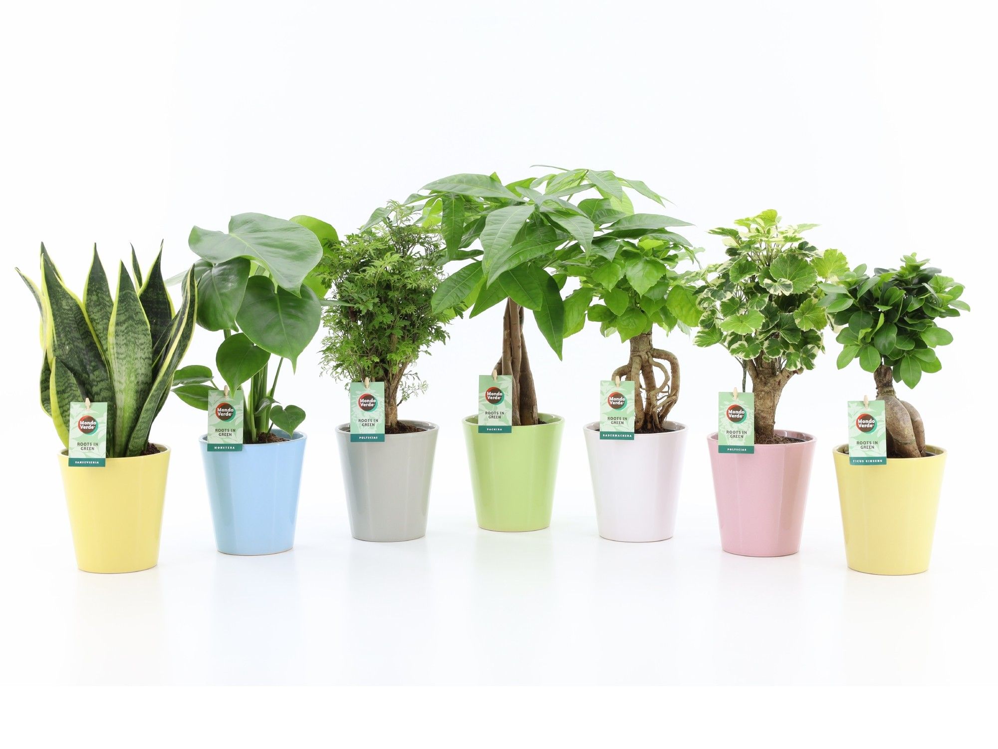 Exotic Green Mix in Pastel Keramiek, D 13