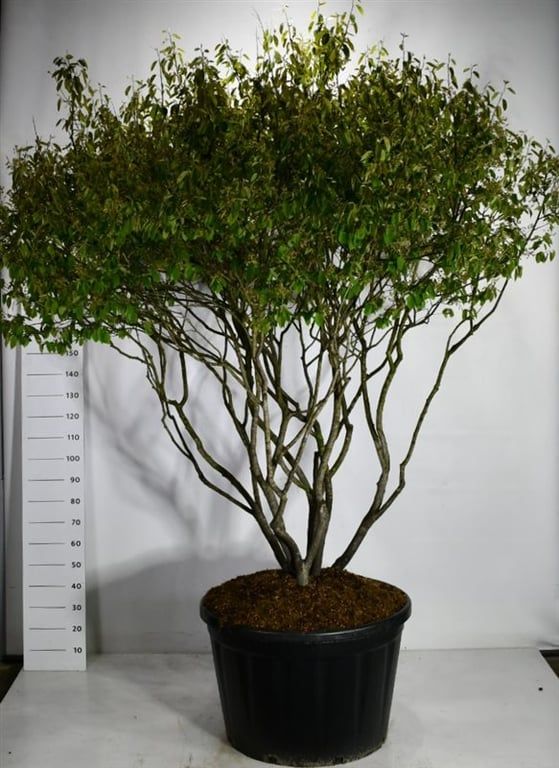 Amelanchier lamarckii, D 80