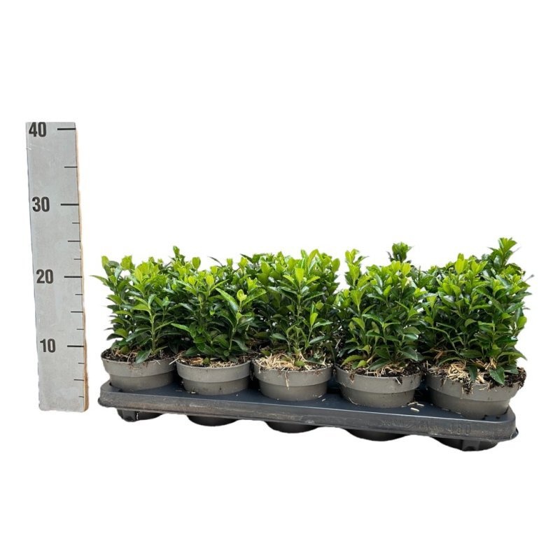 Euonymus jap. 'Green Spire', D 12