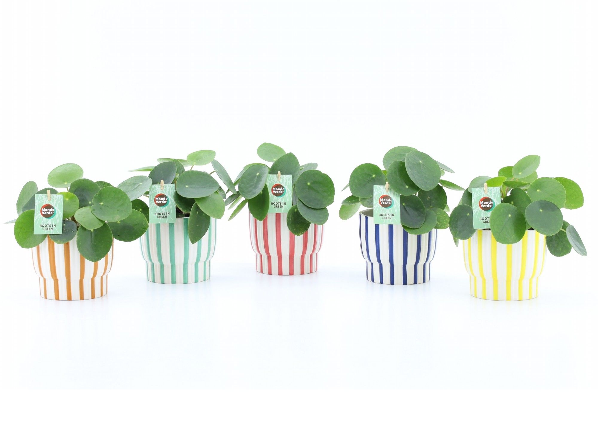 Pilea Peperomioides in Pastel Stripe keramiek, D 13