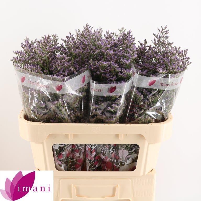 Лимониум Скайлайт 70 (фиолет.), шт.