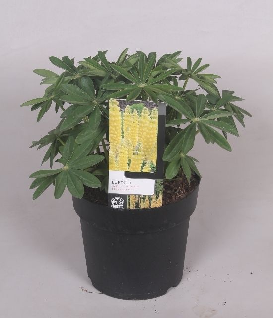 Lupinus 'West Country' Dessert Sun - 23 cm, D 23