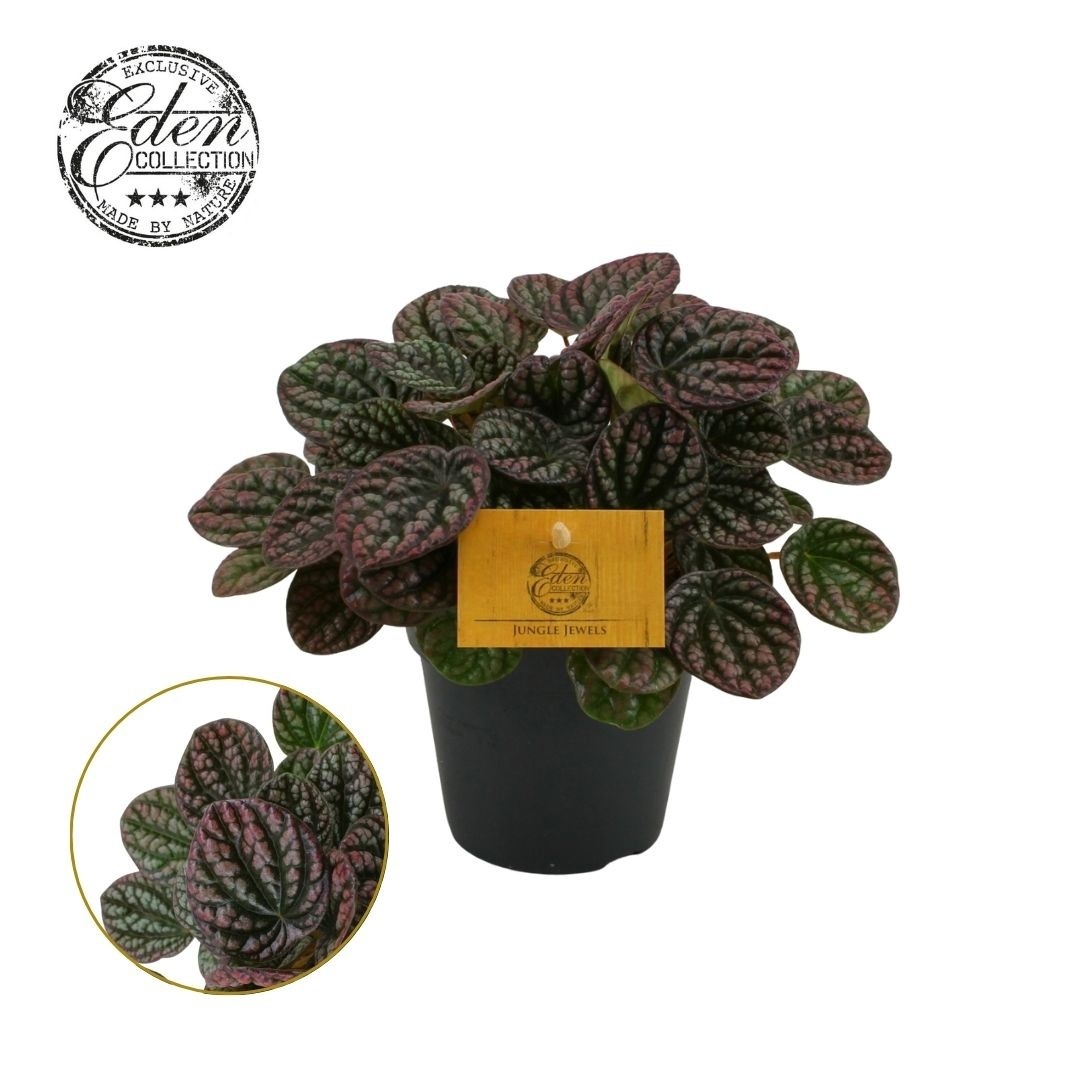 Peperomia Lucinda 12cm, D 12 cm