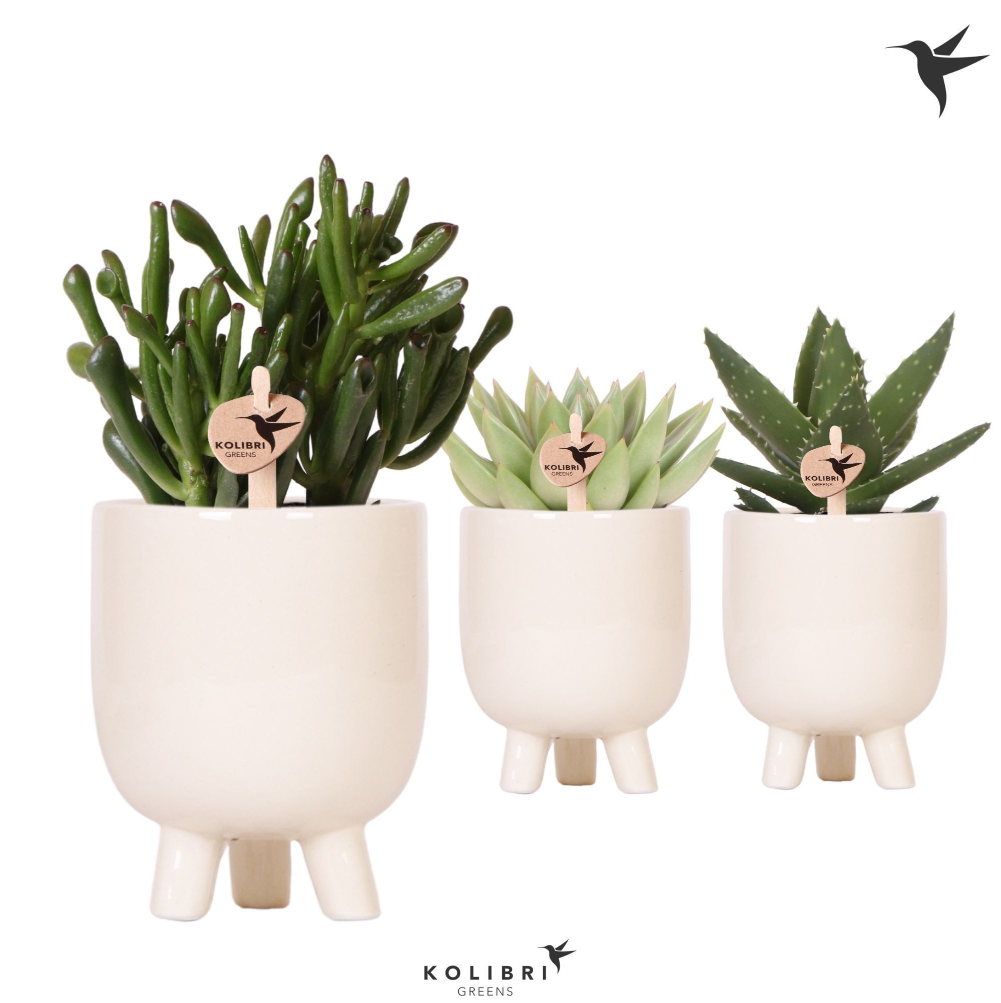 Kolibri Greens Succulenten mix in Gummy pot travertine, D 9