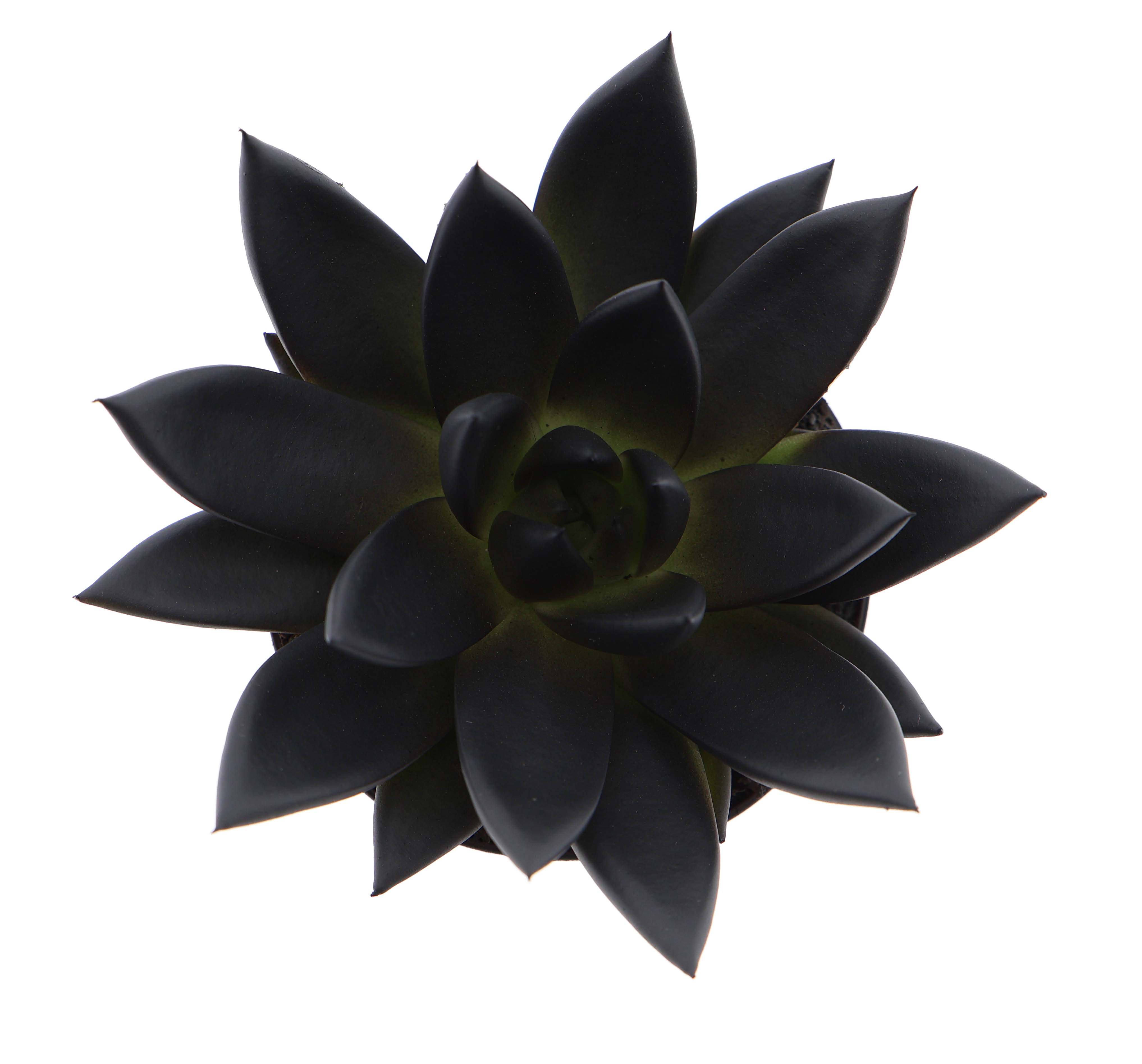 Rainbow deep black, D 8,5