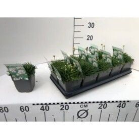 742 DVDS : 1L pot ARMERIA rose - white, D 13