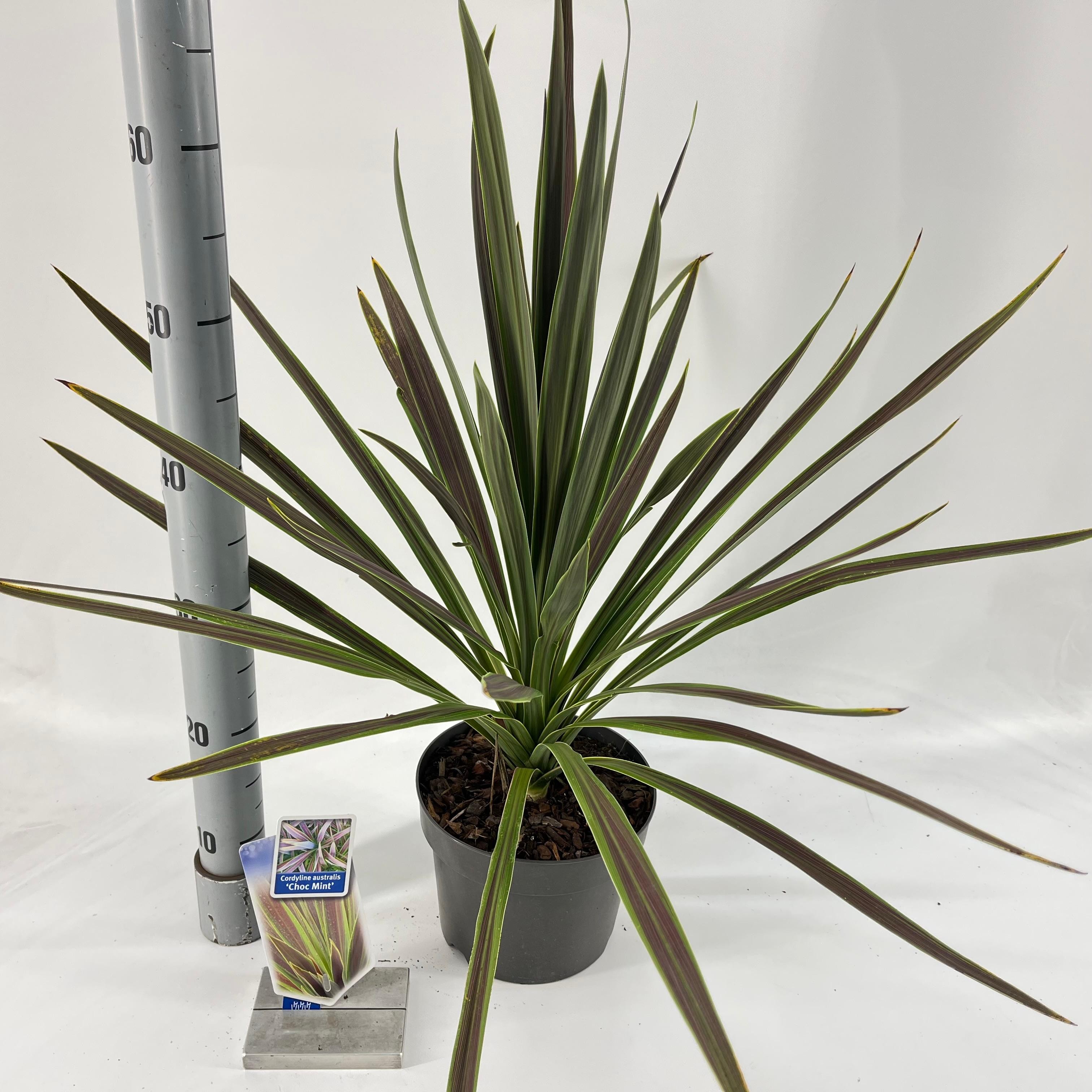 Cordyline australis 'Choc Mint', D 19
