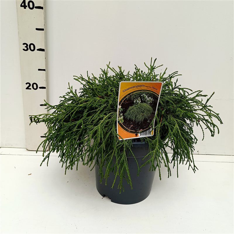 Chamaecyparis p. 'Filifera Nana', D 19