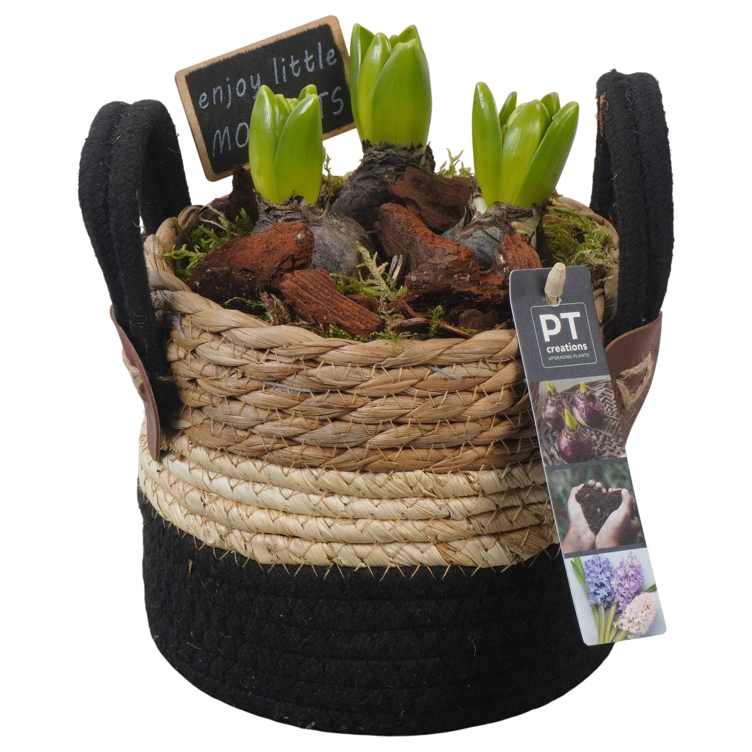 PTHC9161 Arrangement Hyacints in riet mand, D 13