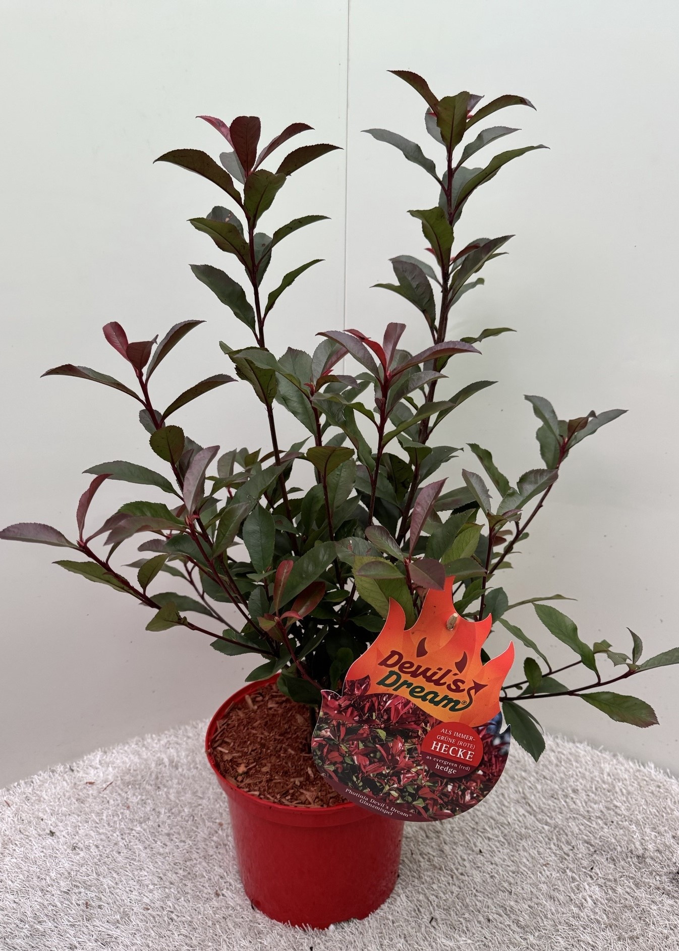 Photinia fraseri Devils Dream ®, D 23