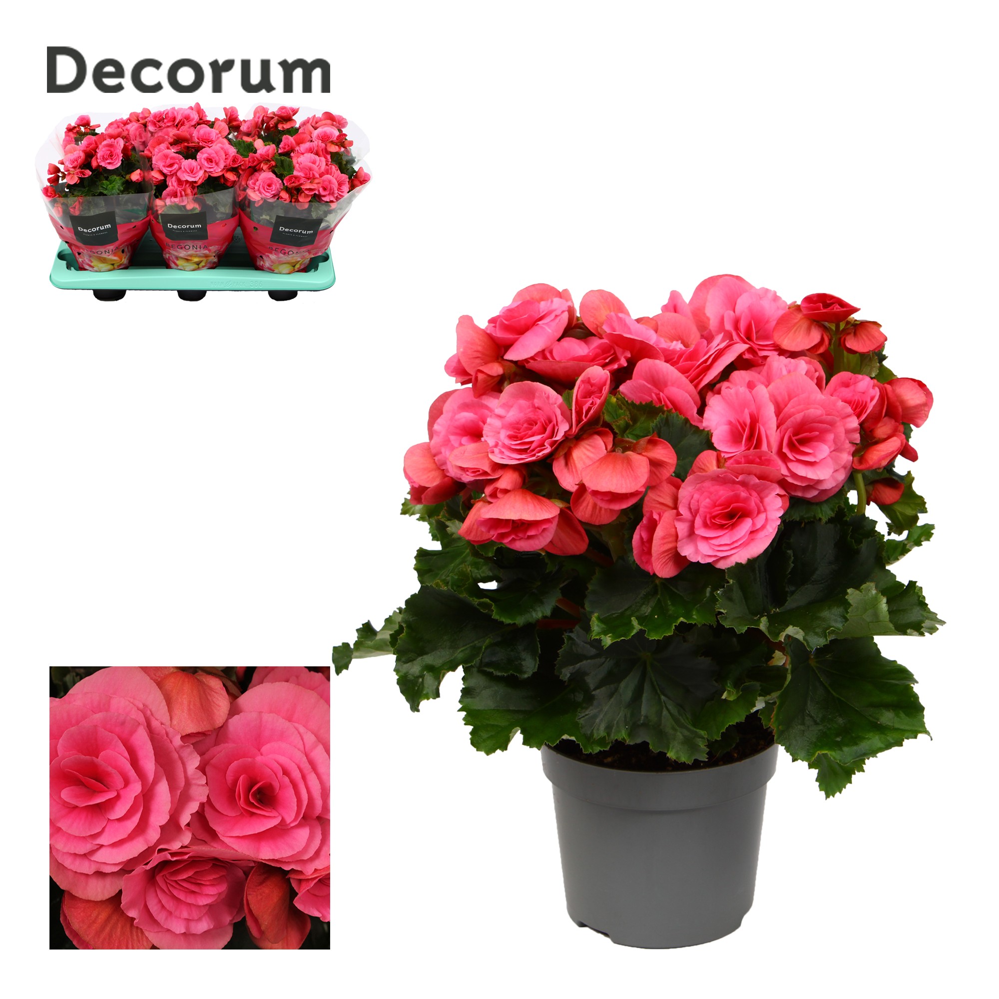 Begonia ''berseba'' paars 13cm Decorum, D 13