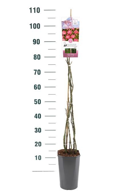 Rosa 'Pink Rambling Rosie' - Klim - C3rp - Rambler, D 19