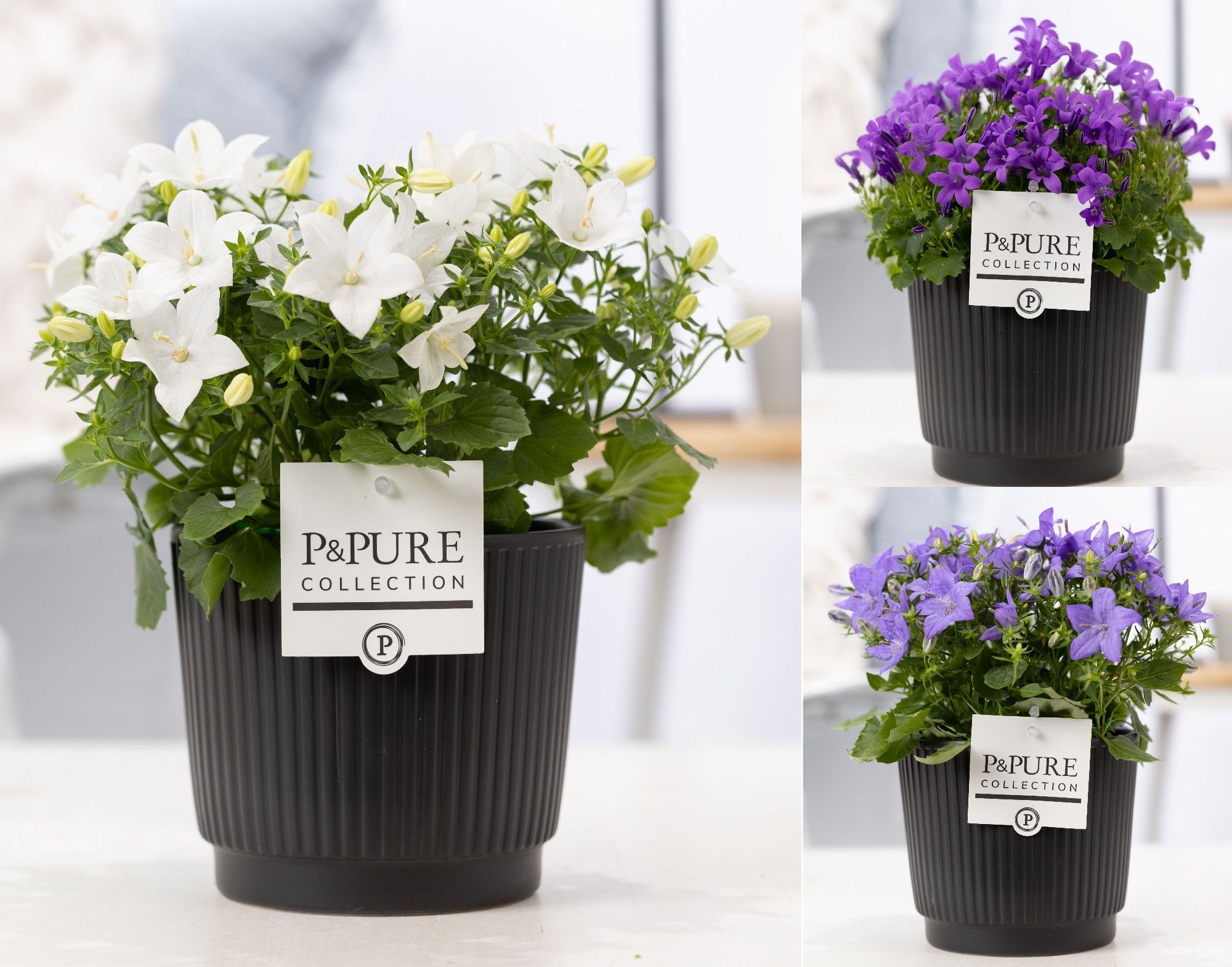 Campanula Mix Pure Liv, D 14