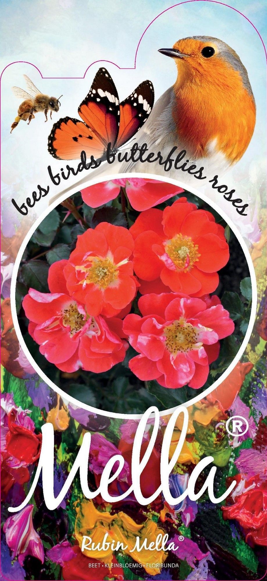 Rosa (F) Rubin™ Mella®, D 17