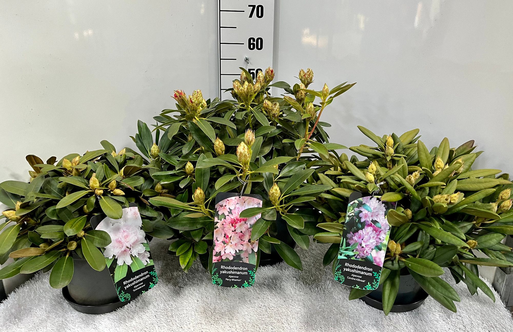 Rhododendron yakusimanum i.S. 12+Knospen, D 23