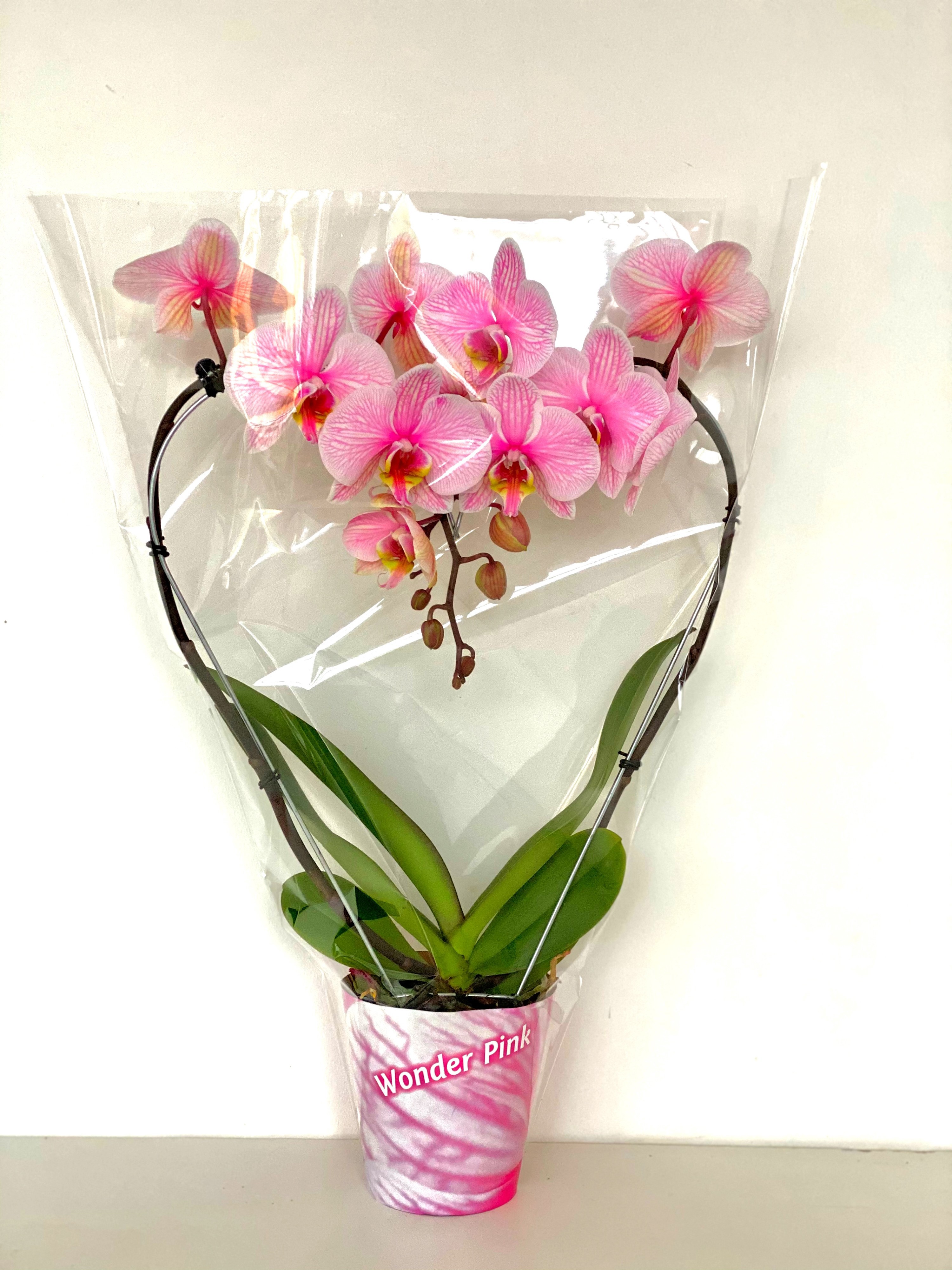 hart roze 12cm, D 12