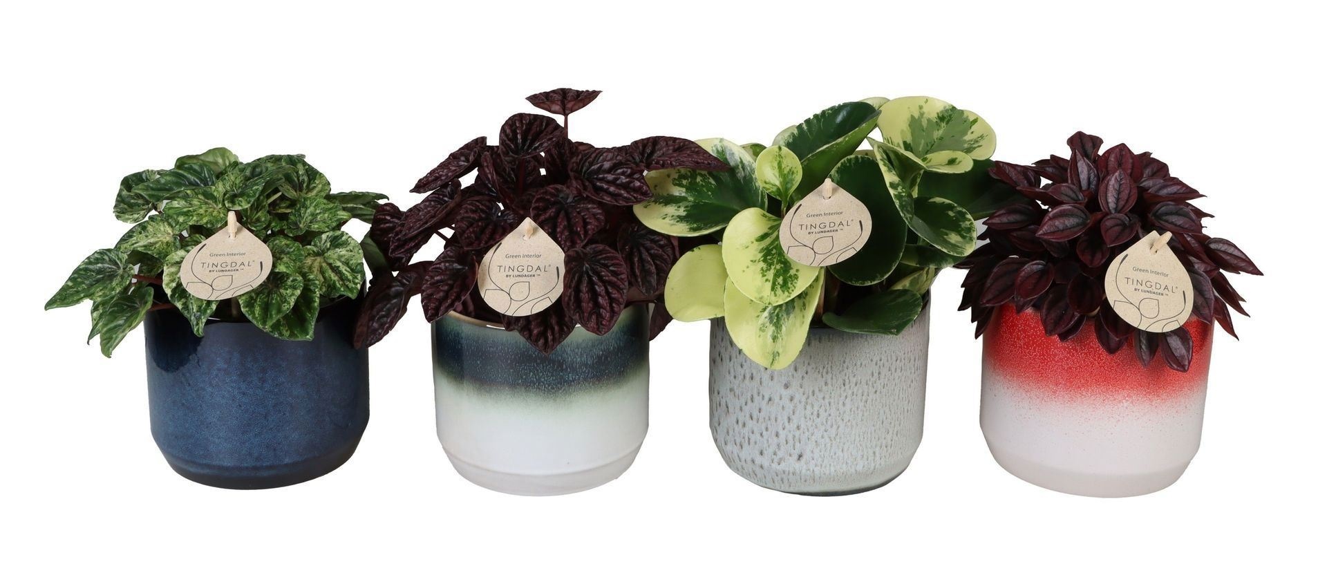 L 67225 with Peperomia Mix 12 cm, D 12