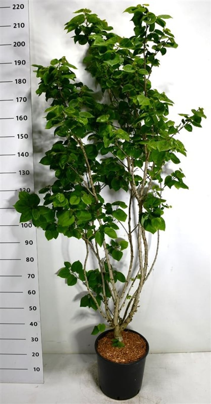 Cercis chinensis 'Avondale', D 38