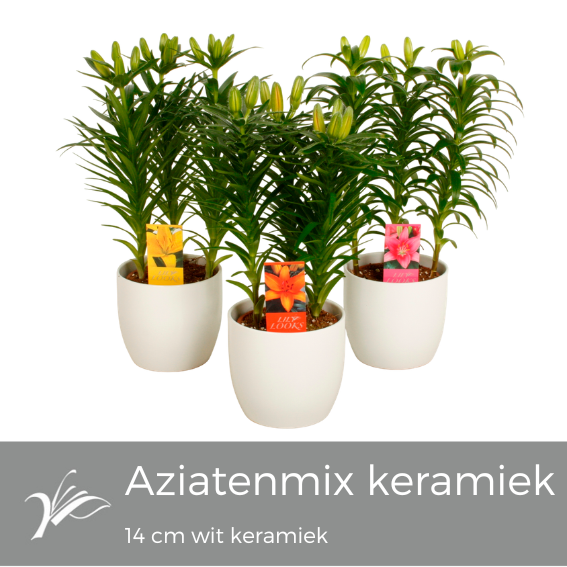 Lilium mix wit keramiek (az. lelie), D 14