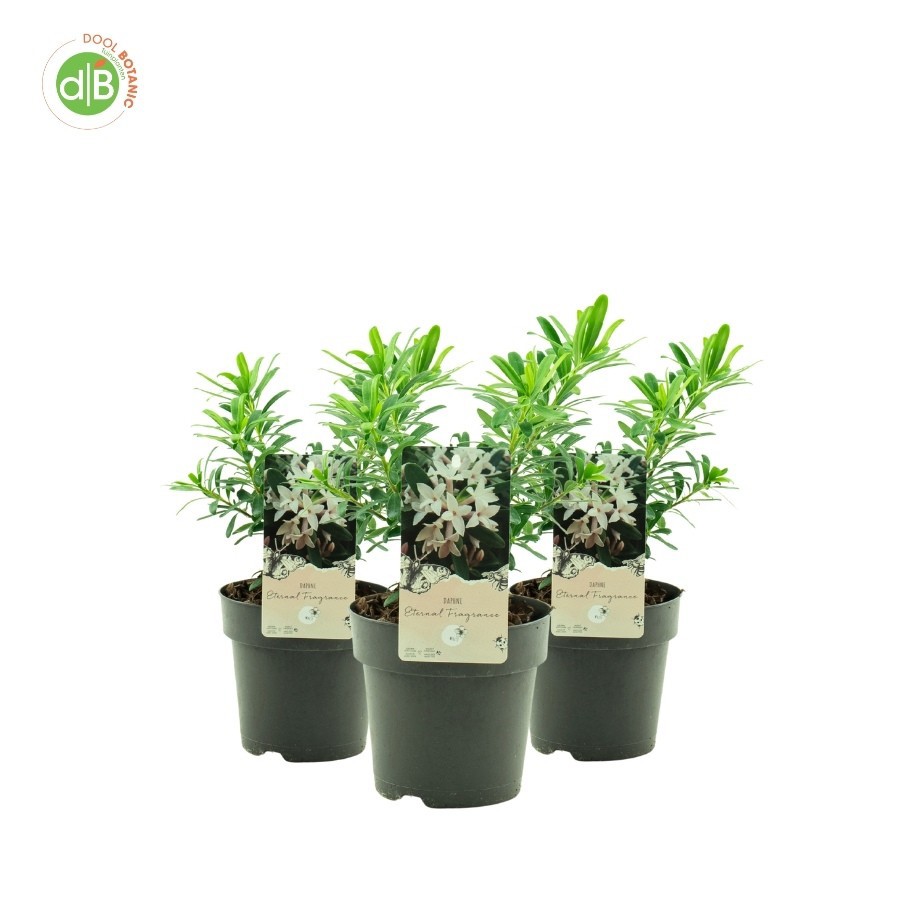 Daphne 'Eternal Fragrance' pbr, D 15