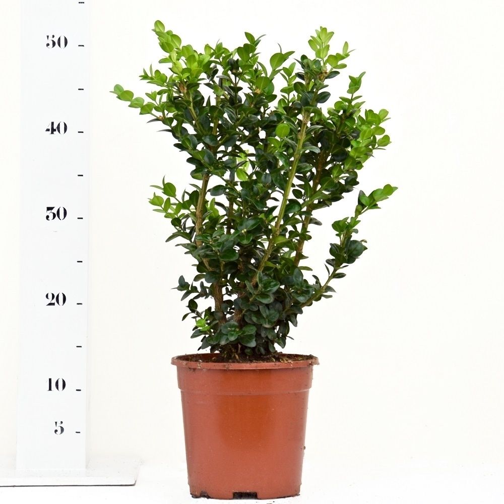 Buxus sempervirens 'Rotundifolia' 30-40cm struik, D 17