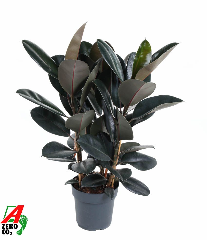 Ficus Elastica Abidjan 3PP P27, D 27