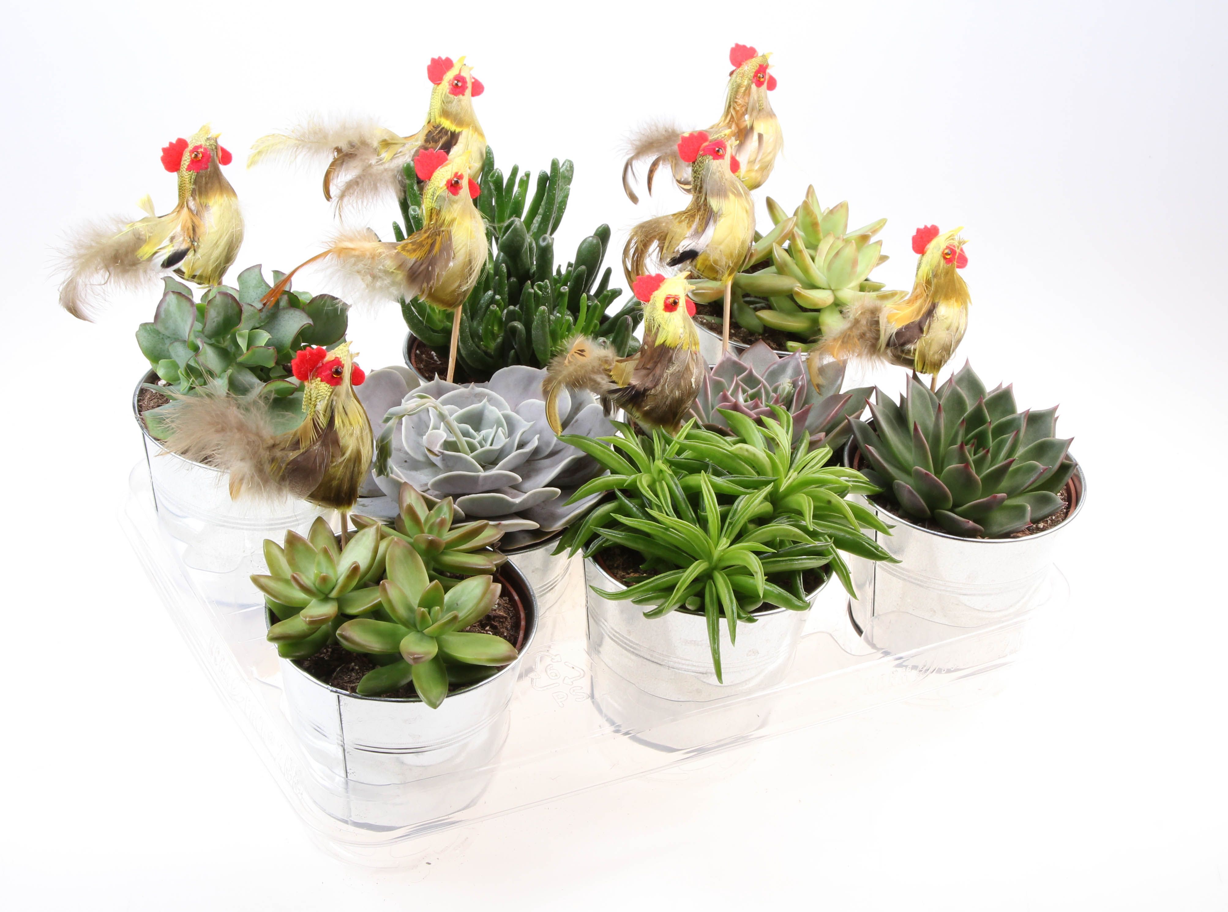 Zink succulent mix + haan, D 12