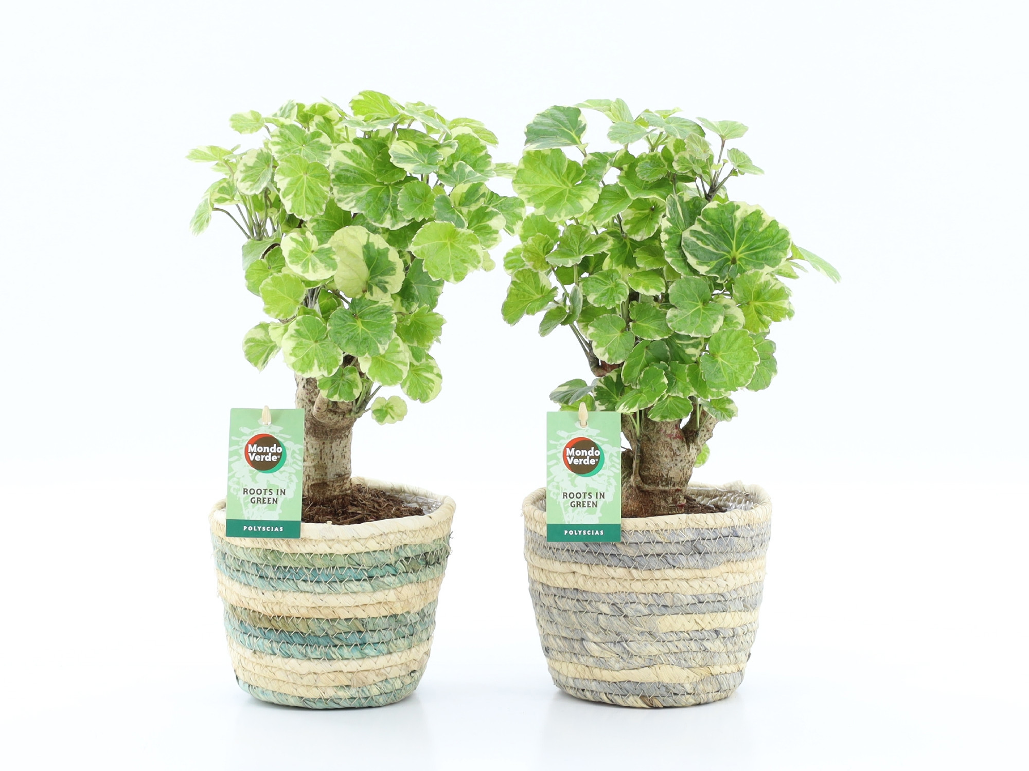 Polyscias Balfouriana in Noah Lines, D 14