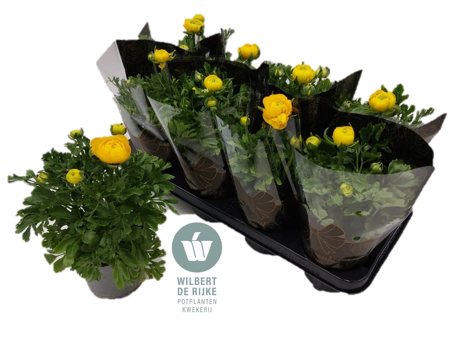 Ranunculus Geel met hoes (Ranonkel), D 12