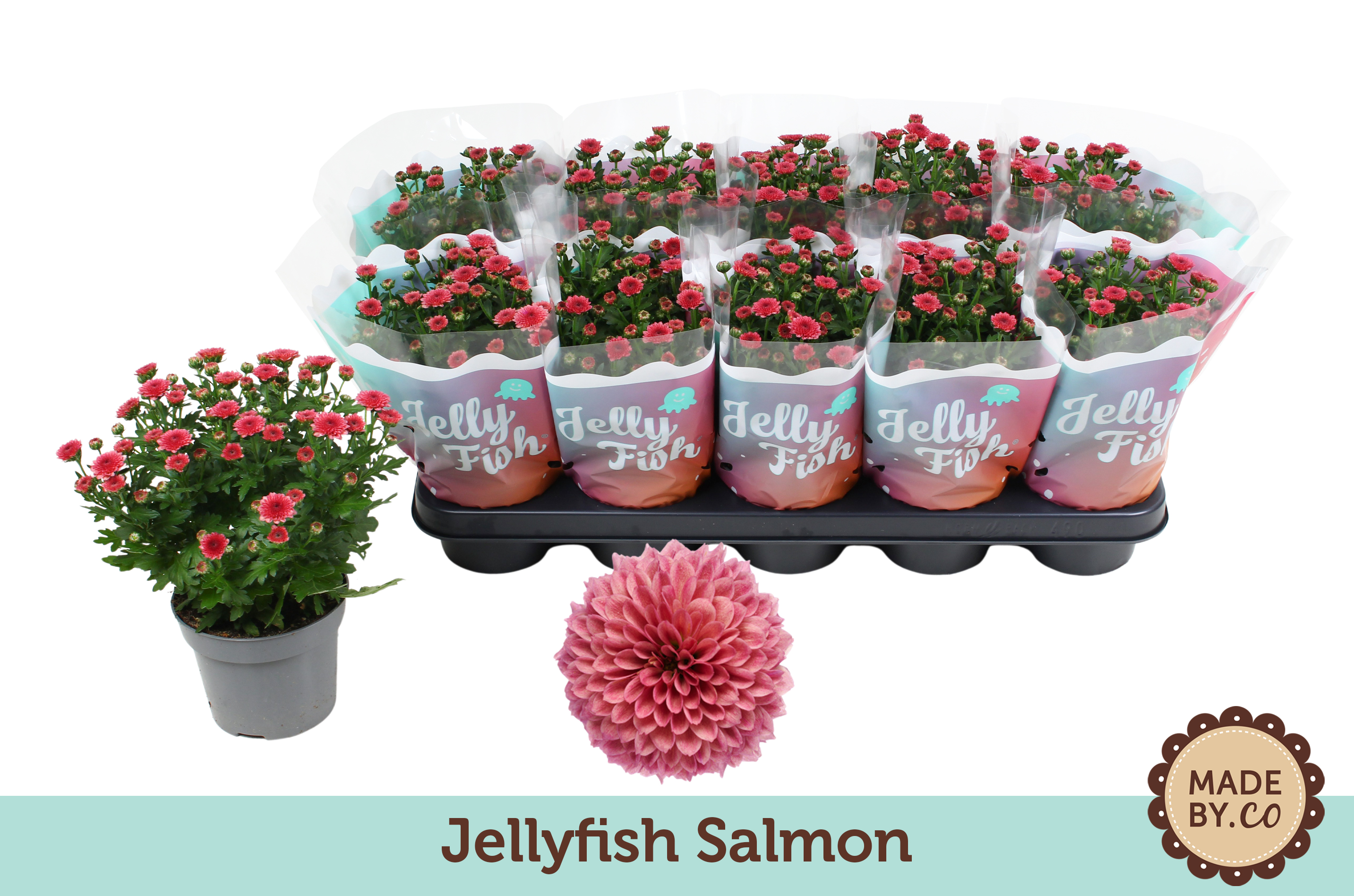 Chrysant Jellyfish Salmon, D 12