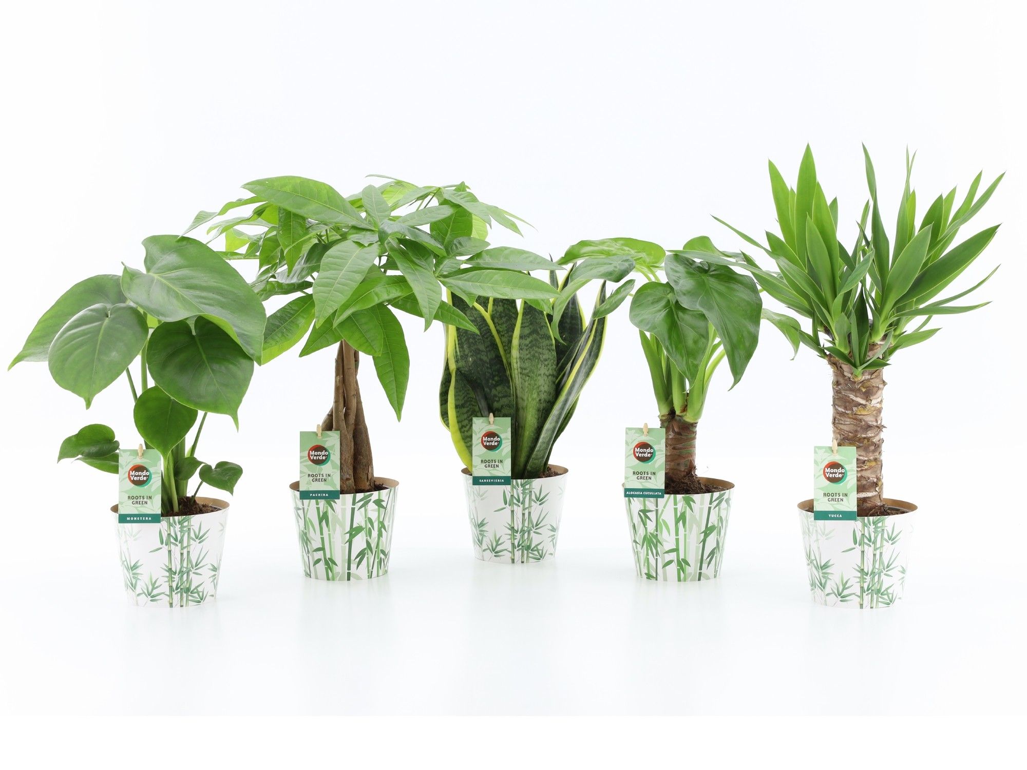 Tropic Mix in Potcover Bamboo, D 12