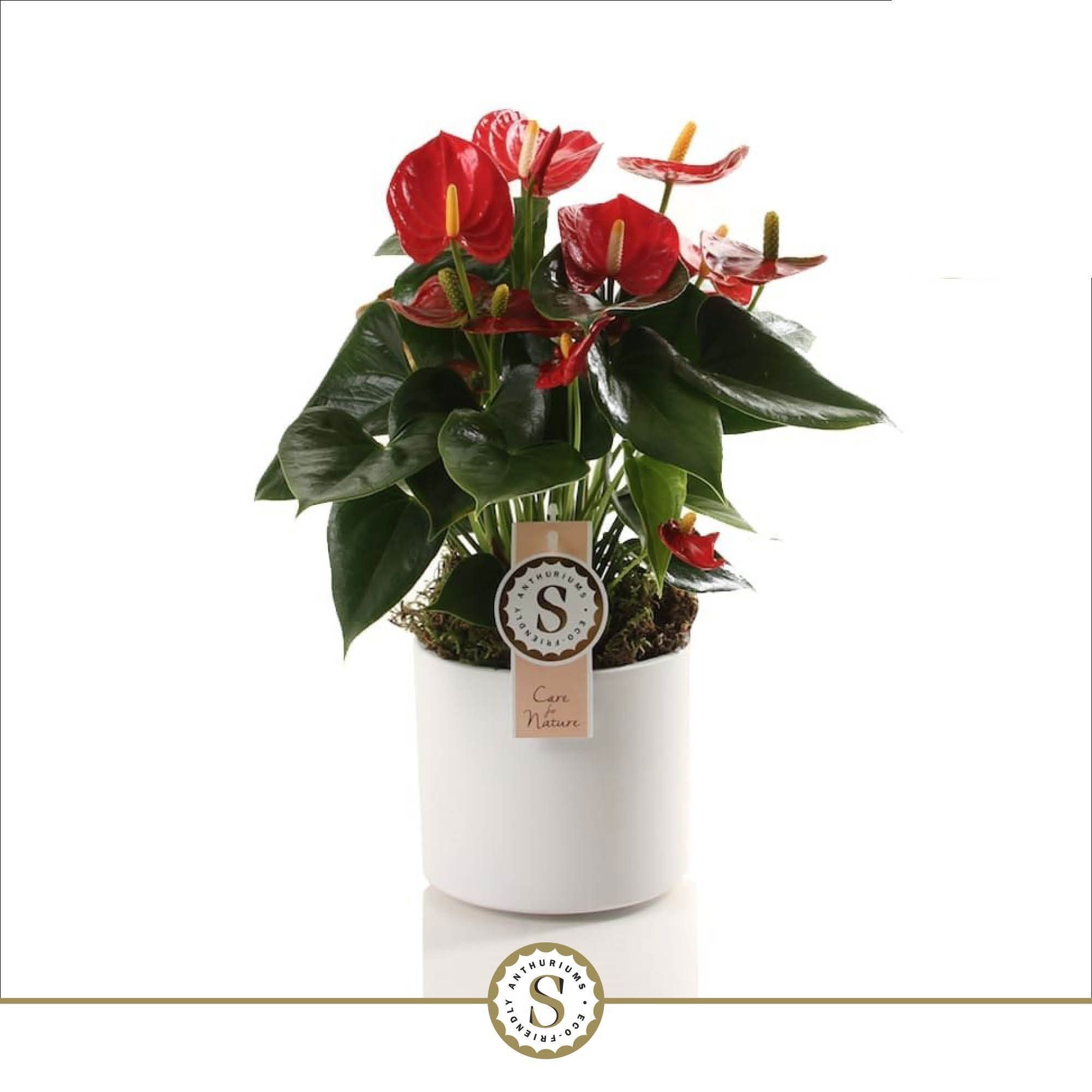 Bari Keramiek White - Red Champion, D 12