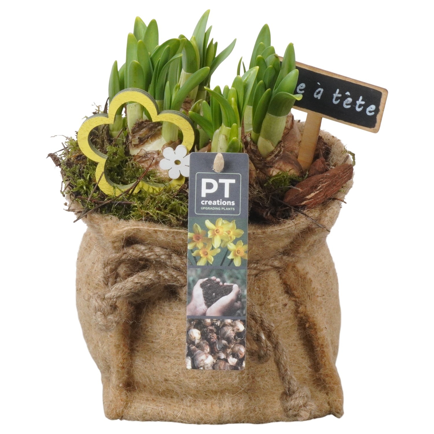 PTN8717 Arrangement Narcissus in jute zak, D 13
