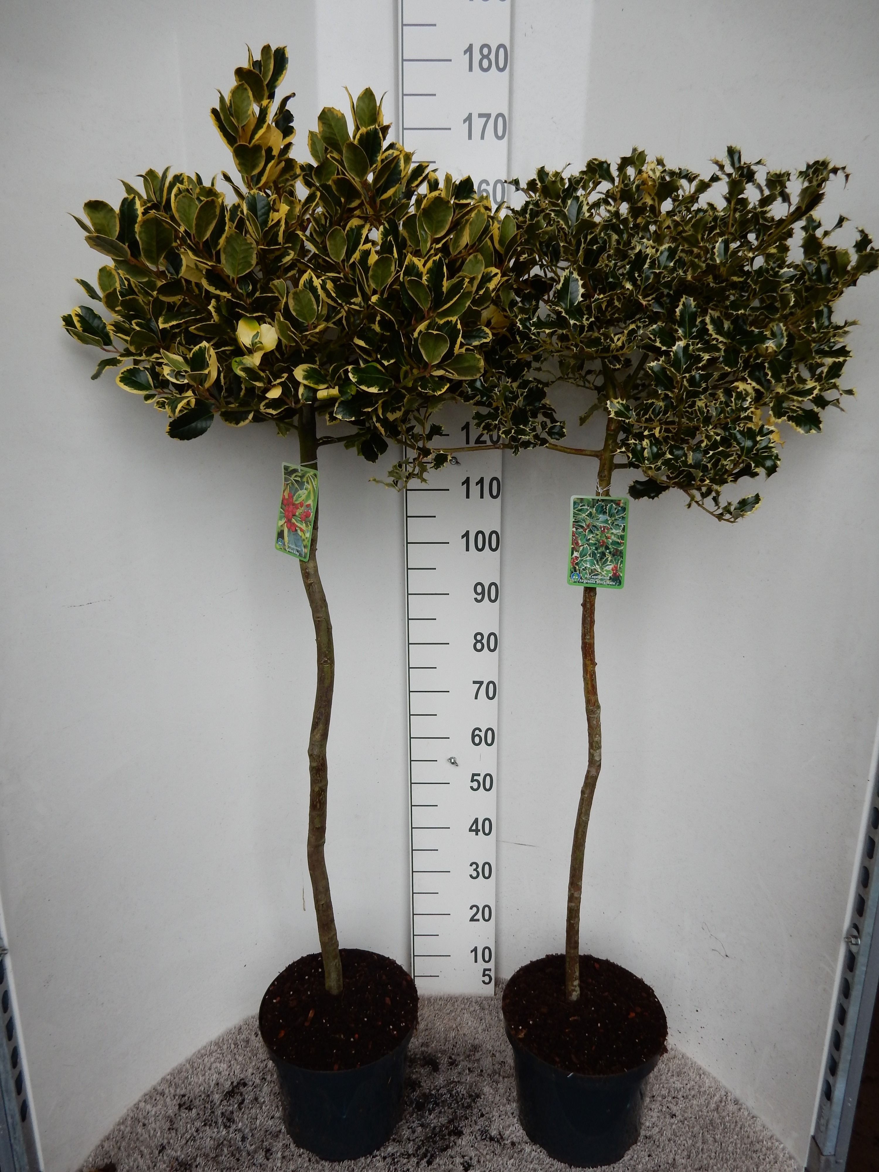 Ilex aquifolium in cultivars 100 stam kroon 30 cm P28, D 28
